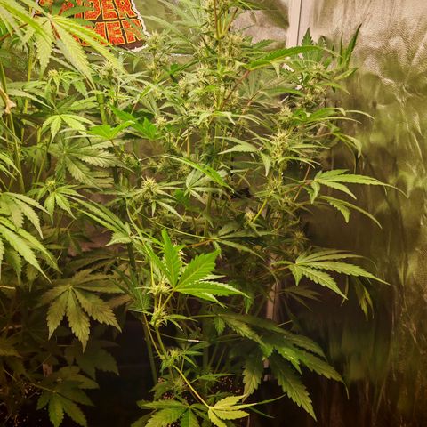 Lemon Pie Auto growlog timeline photo