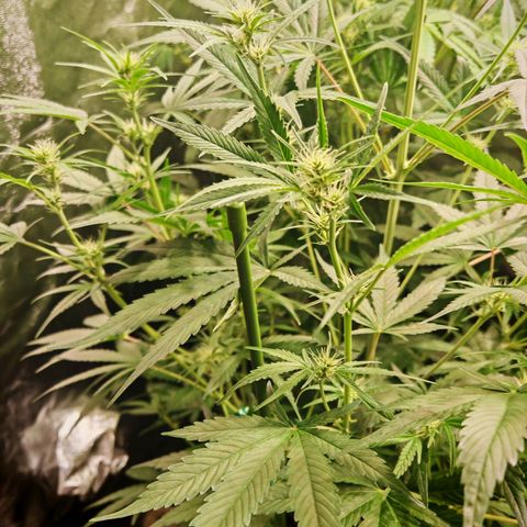 Lemon Pie Auto growlog timeline photo