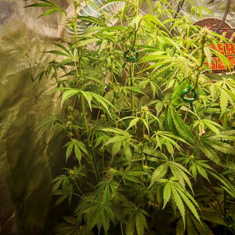 Lemon Pie Auto growlog timeline photo