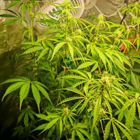 Lemon Pie Auto growlog timeline photo