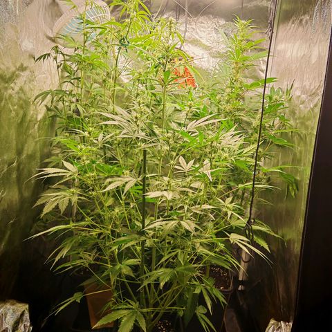 Lemon Pie Auto growlog timeline photo