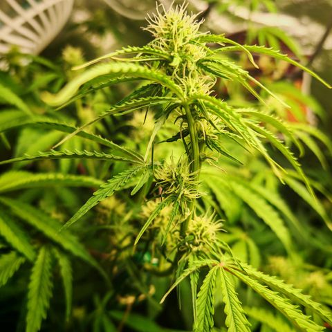 Lemon Pie Auto growlog timeline photo