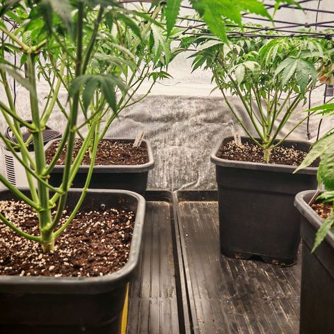 Critical growlog timeline photo