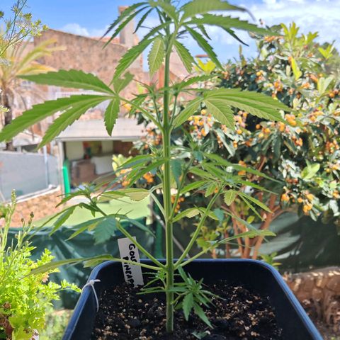 Auto Gold Pineapple growlog timeline photo