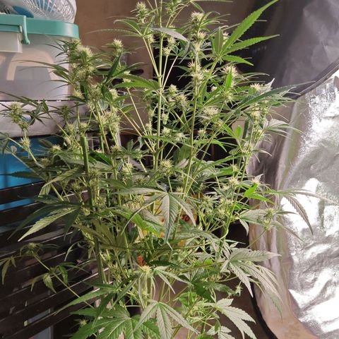 Lemon Pie Auto growlog timeline photo