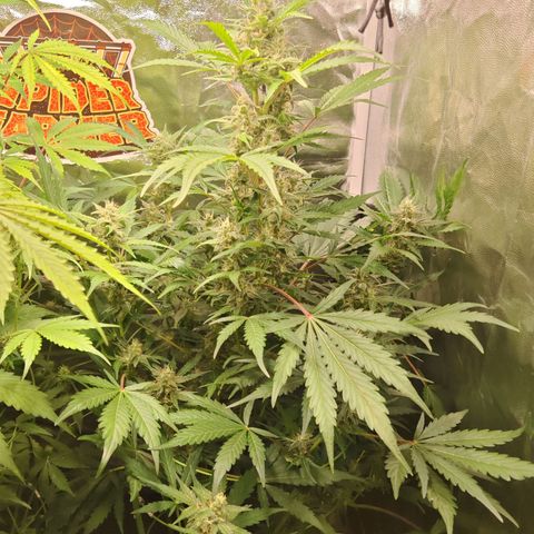 Gorilla Zkittlez Auto growlog timeline photo
