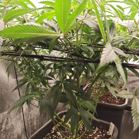Special Queen #1 growlog timeline photo