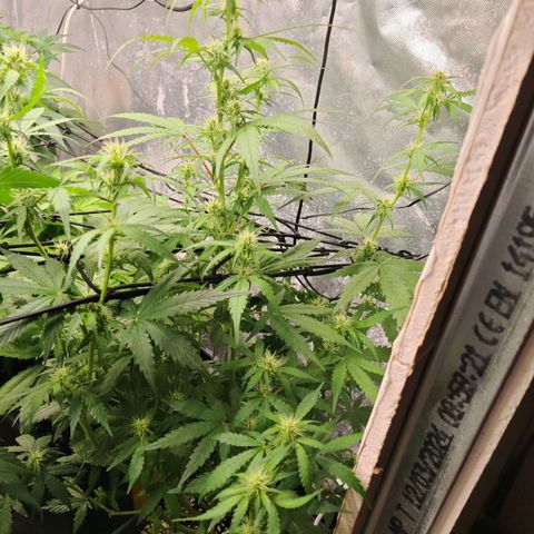 Gorilla Zkittlez Auto growlog timeline photo
