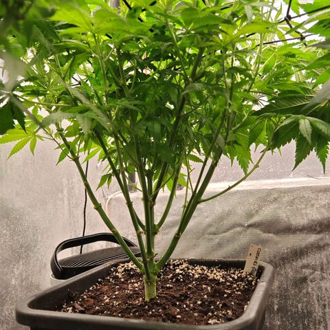 Cookies Gelato growlog timeline photo