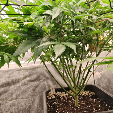 Critical growlog timeline photo