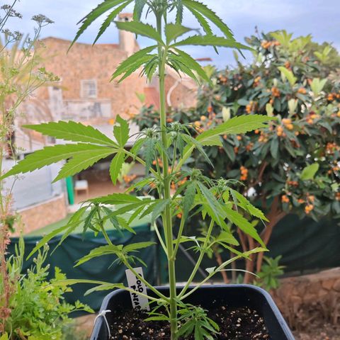 Auto Gold Pineapple growlog timeline photo