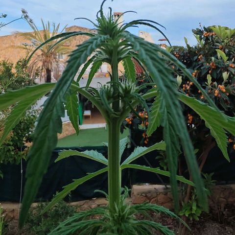 Auto Gold Pineapple growlog timeline photo