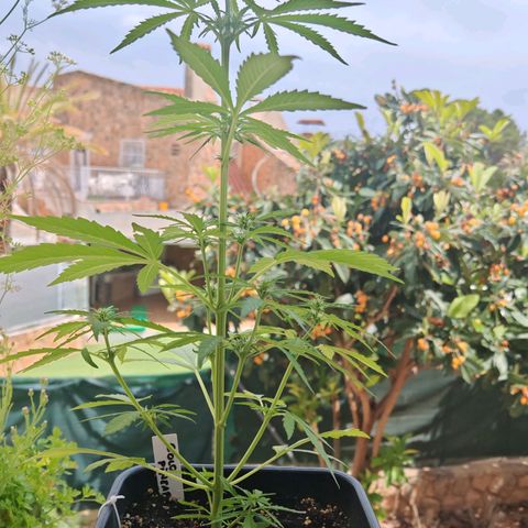 Auto Gold Pineapple growlog timeline photo