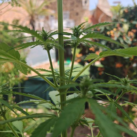 Auto Gold Pineapple growlog timeline photo