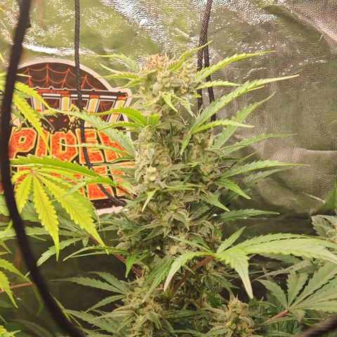 Apple Fritter Auto growlog timeline photo
