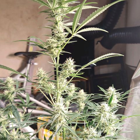 Lemon Pie Auto growlog timeline photo
