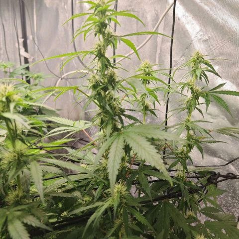 Gorilla Zkittlez Auto growlog timeline photo
