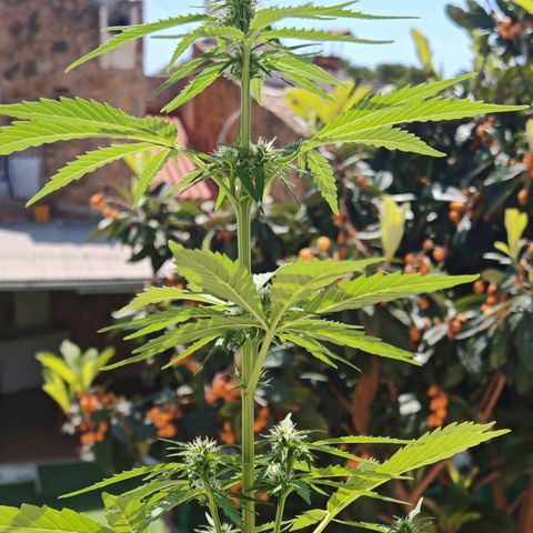 Auto Gold Pineapple growlog timeline photo