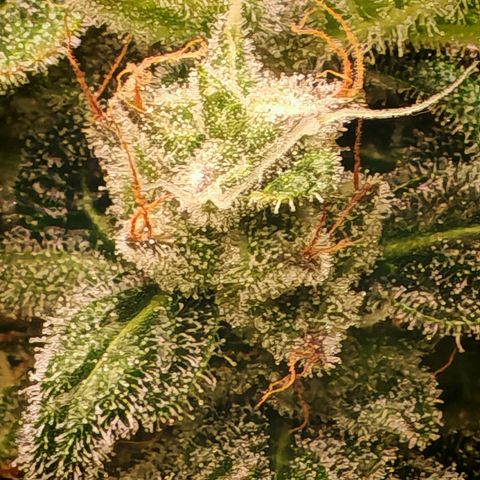 Apple Fritter Auto growlog timeline photo