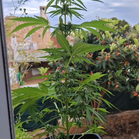 Auto Gold Pineapple growlog timeline photo