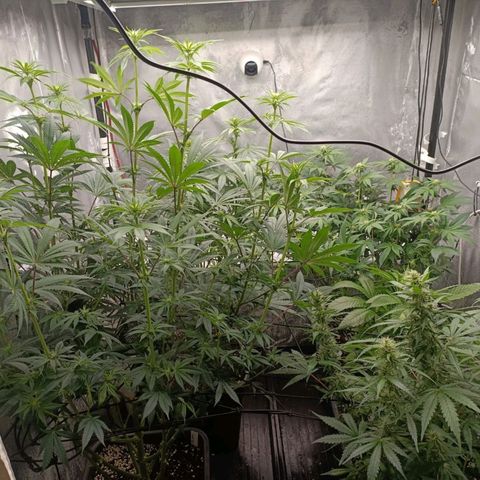 Cookies Gelato growlog timeline photo