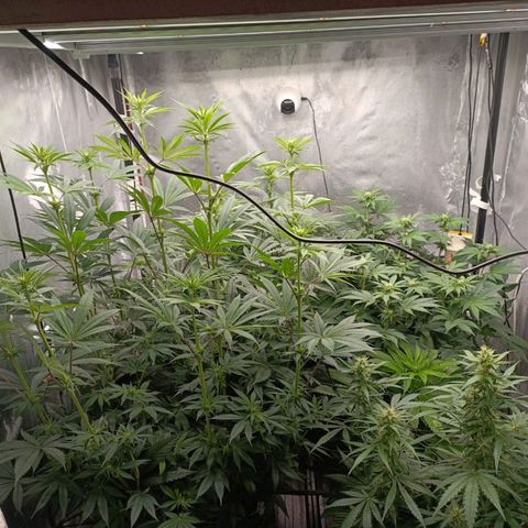 Cookies Gelato growlog timeline photo