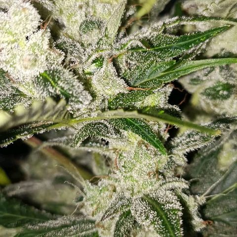 Lemon Pie Auto growlog timeline photo