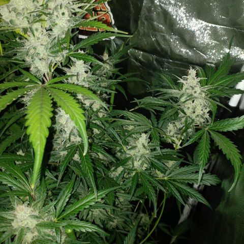 Lemon Pie Auto growlog timeline photo