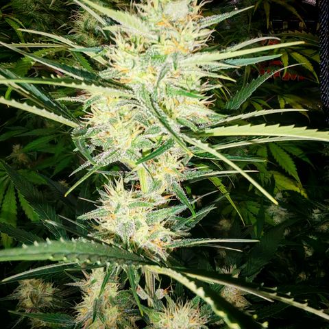 Lemon Pie Auto growlog timeline photo