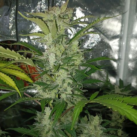 Lemon Pie Auto growlog timeline photo
