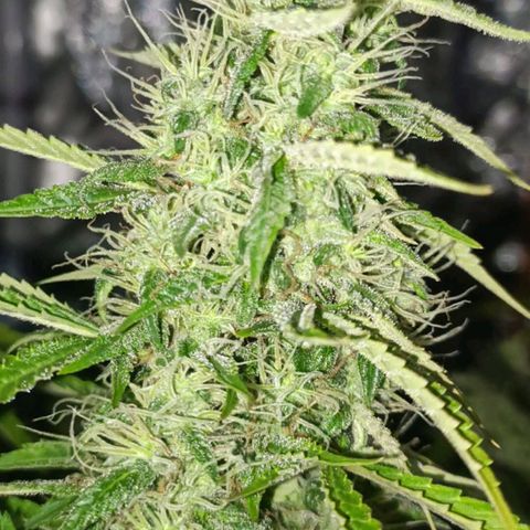 Lemon Pie Auto growlog timeline photo