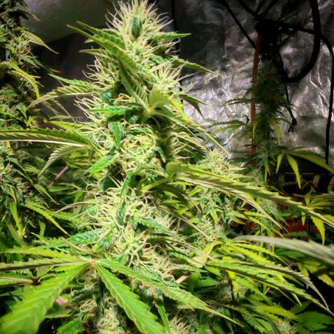 Lemon Pie Auto growlog timeline photo