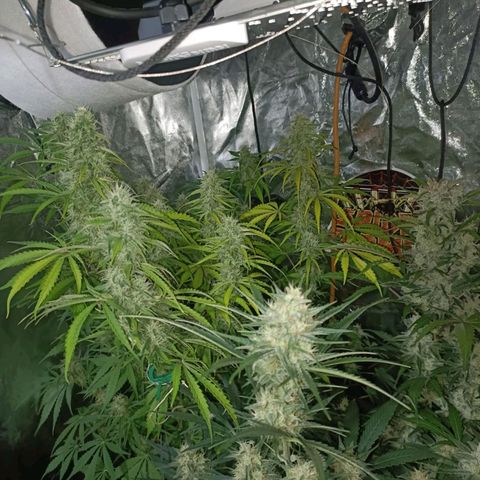 Lemon Pie Auto growlog timeline photo