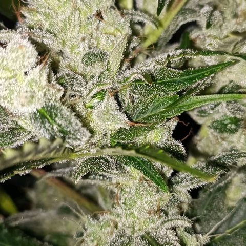 Lemon Pie Auto growlog timeline photo