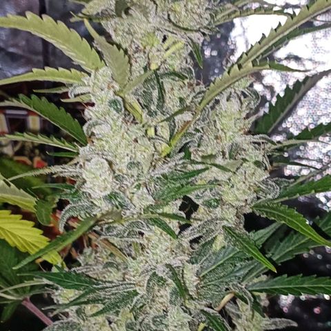 Lemon Pie Auto growlog timeline photo