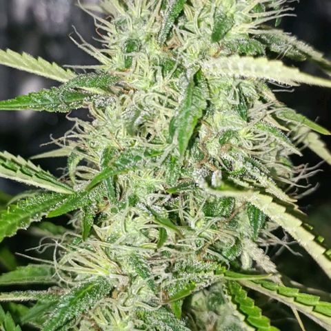 Lemon Pie Auto growlog timeline photo