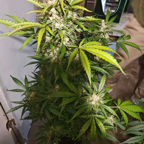 Apple Fritter Auto growlog timeline photo