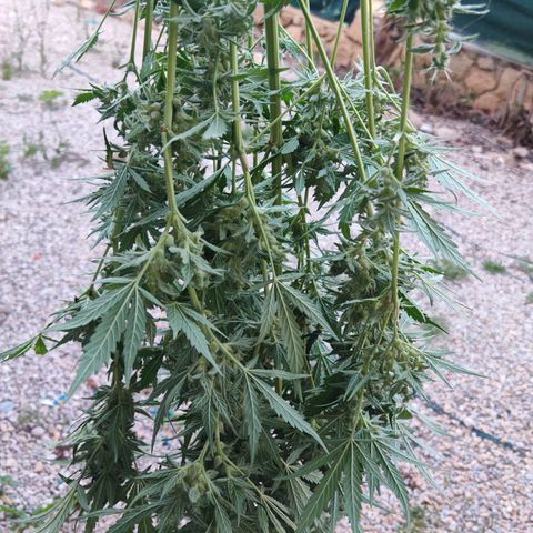 Apple Fritter Auto growlog timeline photo
