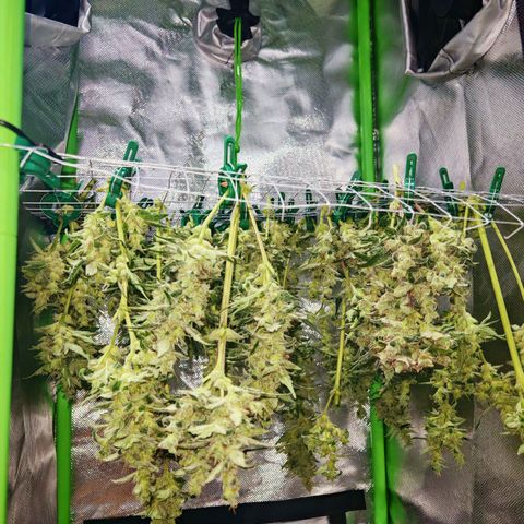 Apple Fritter Auto growlog timeline photo