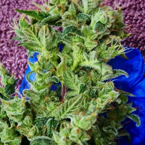Apple Fritter Auto growlog timeline photo