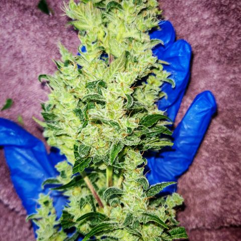 Apple Fritter Auto growlog timeline photo