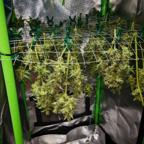 Apple Fritter Auto growlog timeline photo