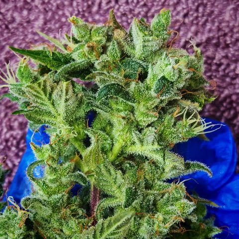 Apple Fritter Auto growlog timeline photo