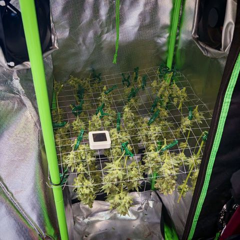 Apple Fritter Auto growlog timeline photo