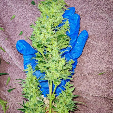 Apple Fritter Auto growlog timeline photo