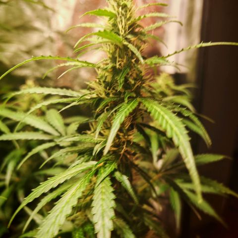 Lemon Pie Auto growlog timeline photo