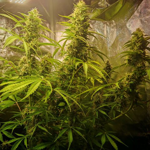 Lemon Pie Auto growlog timeline photo