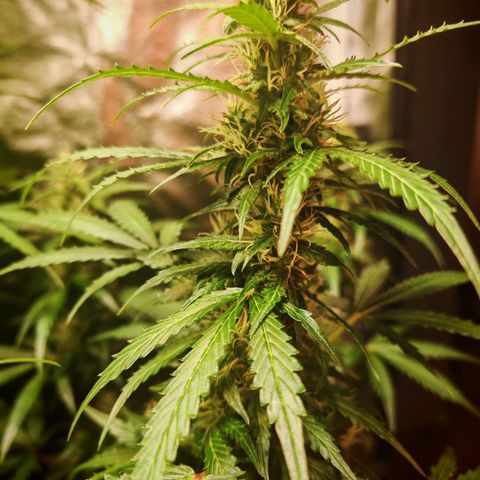 Lemon Pie Auto growlog timeline photo