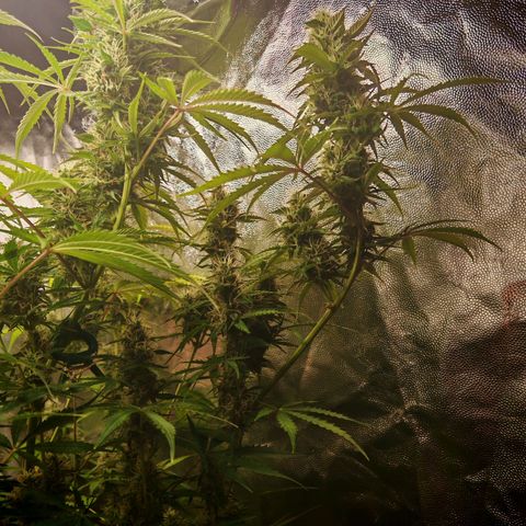 Lemon Pie Auto growlog timeline photo