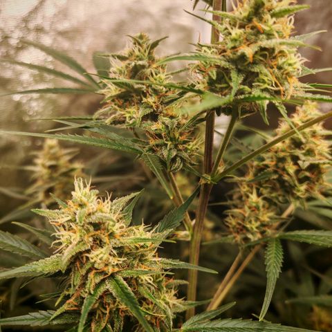 Lemon Pie Auto growlog timeline photo